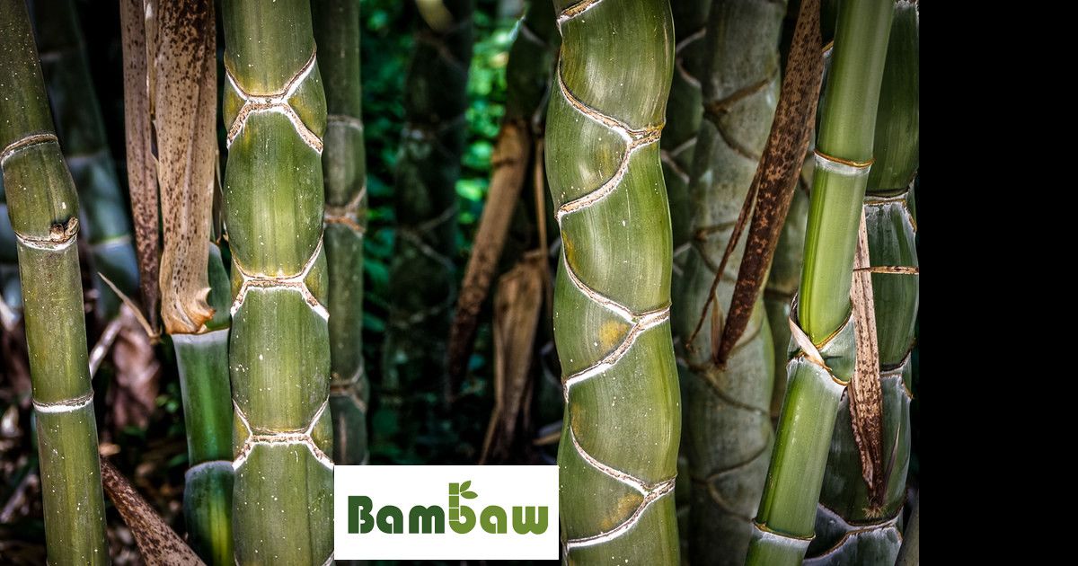 Bamboo